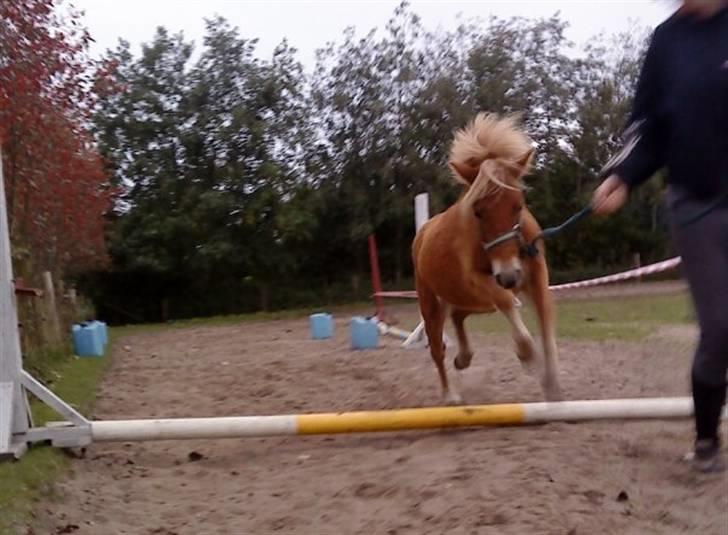 Anden særlig race Speedy (solgt) - Hoooop, Speedys aller første spring :) 27/9-09 billede 6