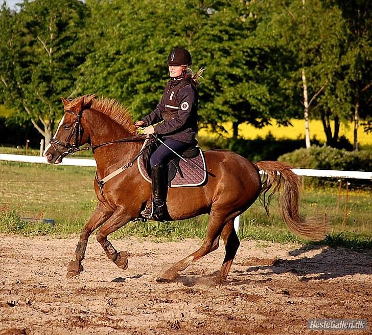 DSP Krumme UDLÅNT - Springtræning på RDH 
Foto: Ditte Andersen billede 3