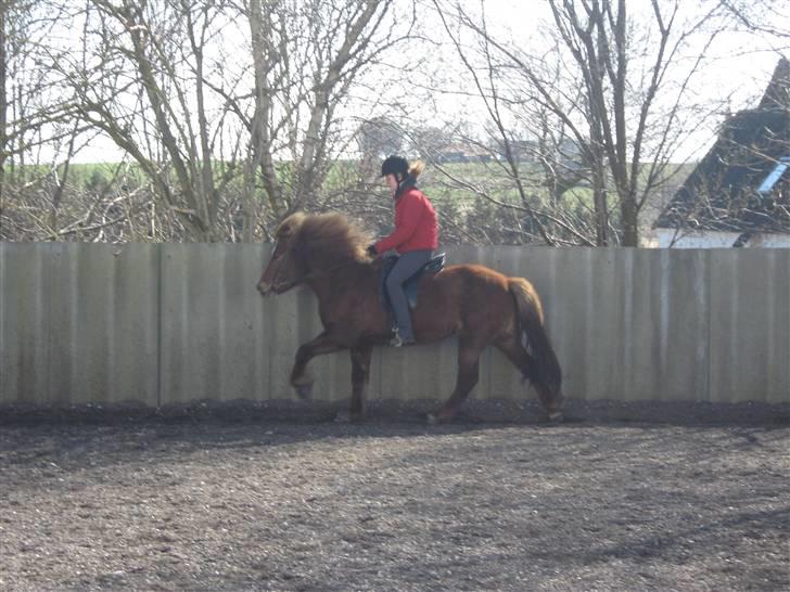 Islænder Frökk frá Enni - evt glad? :) Foto: katrine :) billede 1