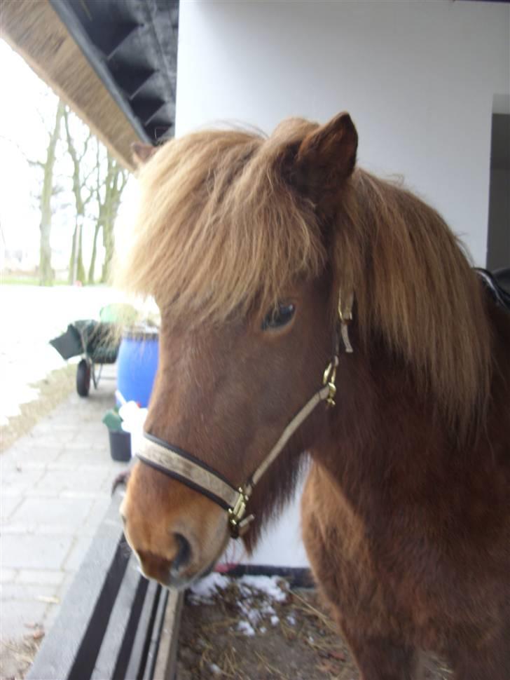 Islænder Frökk frá Enni - Foto: Katrine :) billede 2