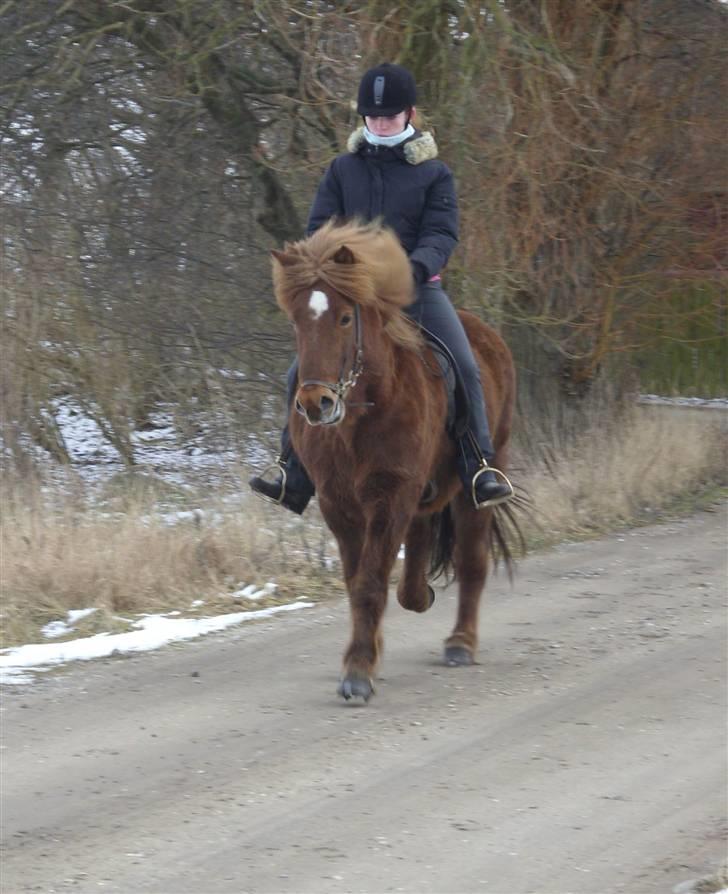 Islænder Frökk frá Enni - Foto: Katrine :) billede 3