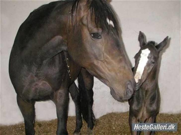 Pinto Scheel´s Samurai - Helt ny og fin  :)) billede 8