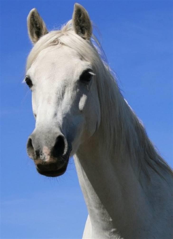 Welsh Pony (sec B) Møllegaards Sunshine - fotograf på gården :D hun er bare så smuk min lille baby <3  billede 8