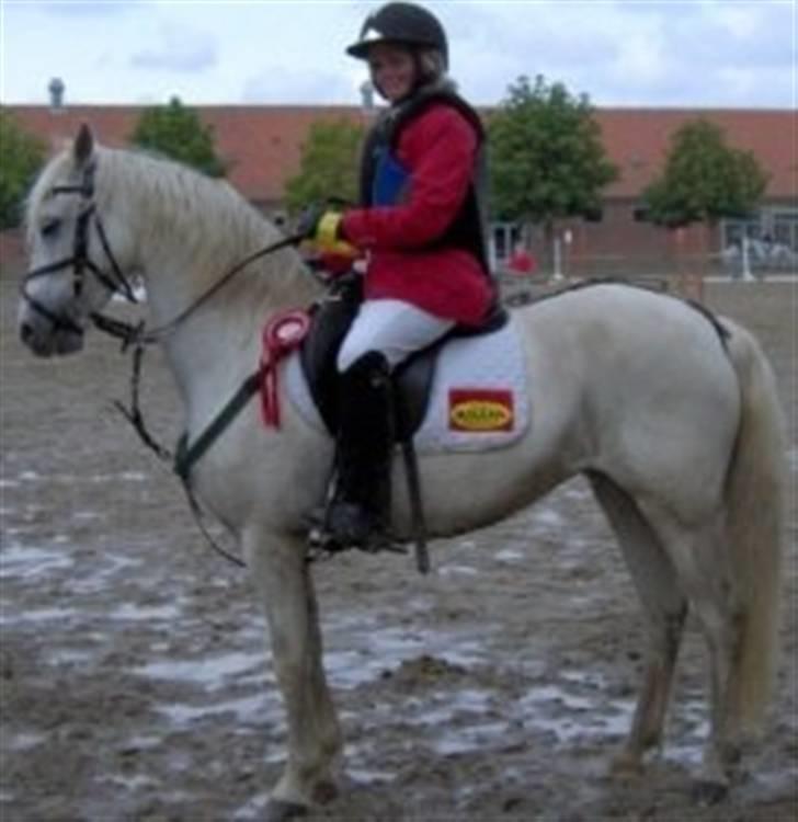 Welsh Pony (sec B) Møllegaards Sunshine billede 9