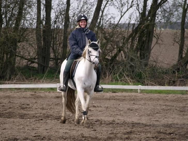 Welsh Pony (sec B) Møllegaards Sunshine - undervisning hos karin billede 10