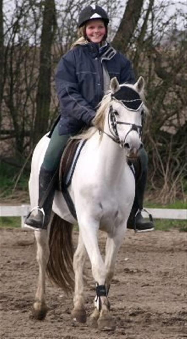 Welsh Pony (sec B) Møllegaards Sunshine - <3 billede 11