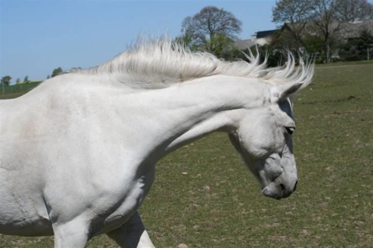 Welsh Pony (sec B) Møllegaards Sunshine - fotograf på gården :D hun er bare så smuk min lille baby <3  billede 12