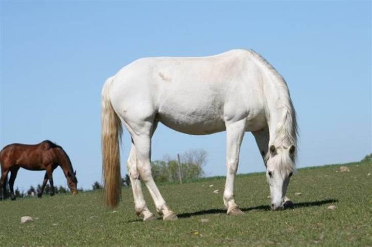 Welsh Pony (sec B) Møllegaards Sunshine - fotograf på gården :D hun er bare så smuk min lille baby <3  billede 13