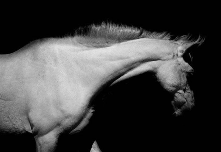 Welsh Pony (sec B) Møllegaards Sunshine - fotograf på gården :D hun er bare så smuk min lille baby <3  billede 14