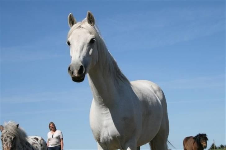 Welsh Pony (sec B) Møllegaards Sunshine - fotograf på gården :D hun er bare så smuk min lille baby <3  billede 15