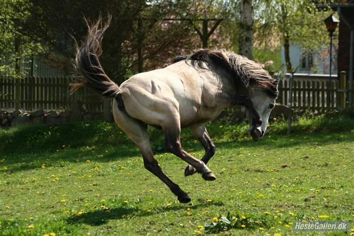 Anden særlig race Roosgårdens Cornelius  - Foto: Anne Cecilie G billede 1