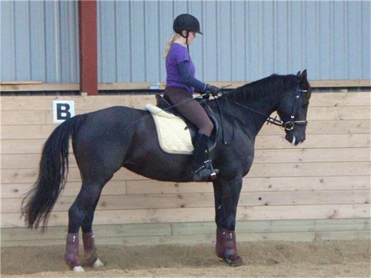 Dansk Varmblod Malue Åbo billede 12