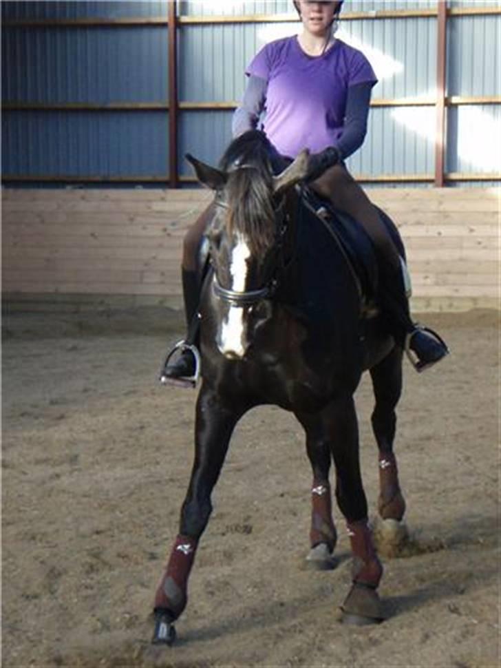 Dansk Varmblod Malue Åbo billede 13