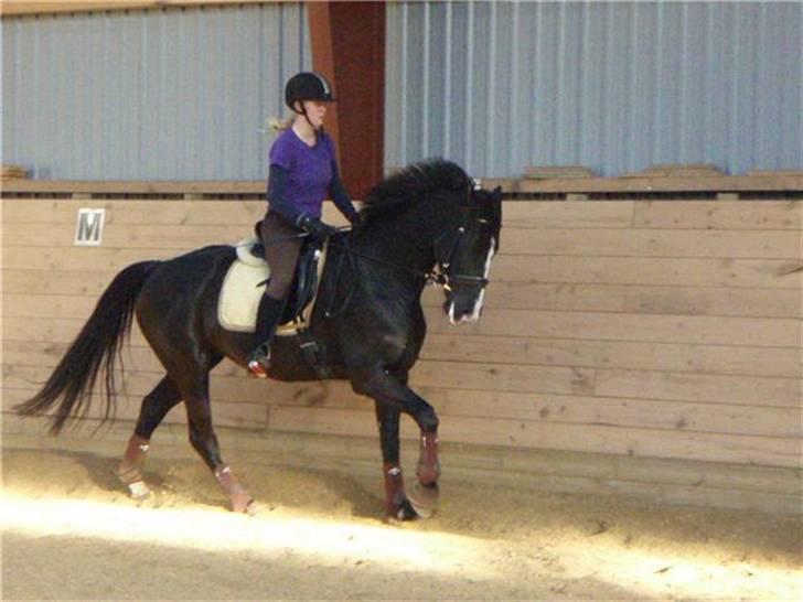 Dansk Varmblod Malue Åbo billede 14