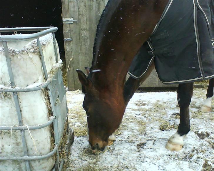 Dansk Varmblod Stenlandsdals Don Marco billede 13