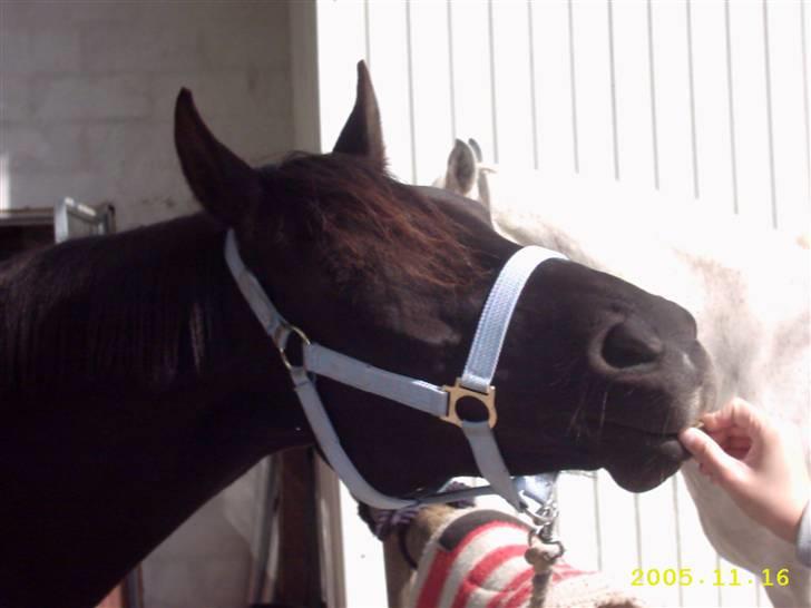 DSP Shanti billede 2