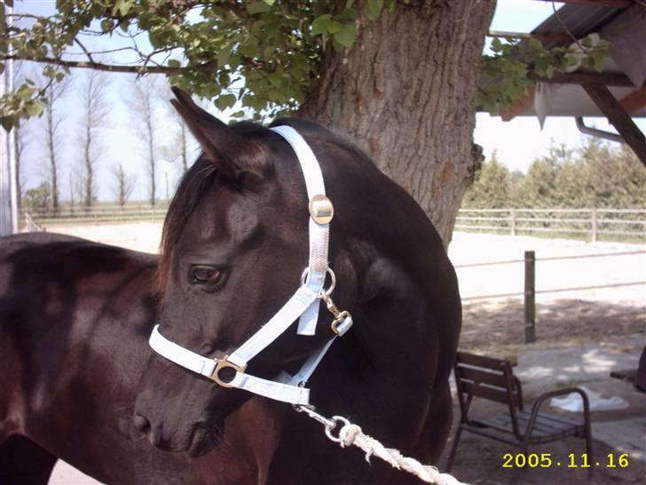 DSP Shanti billede 3