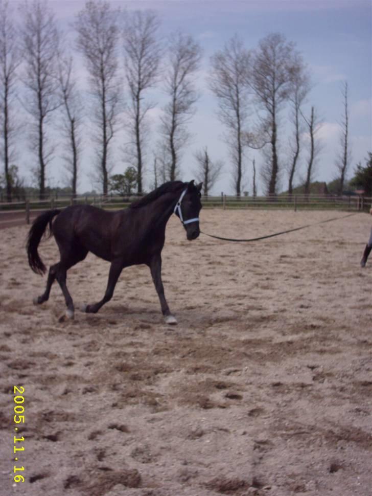 DSP Shanti billede 4