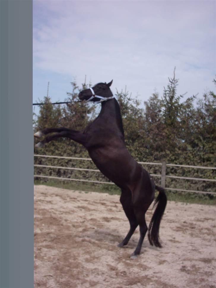 DSP Shanti - se den kan være vild billede 5