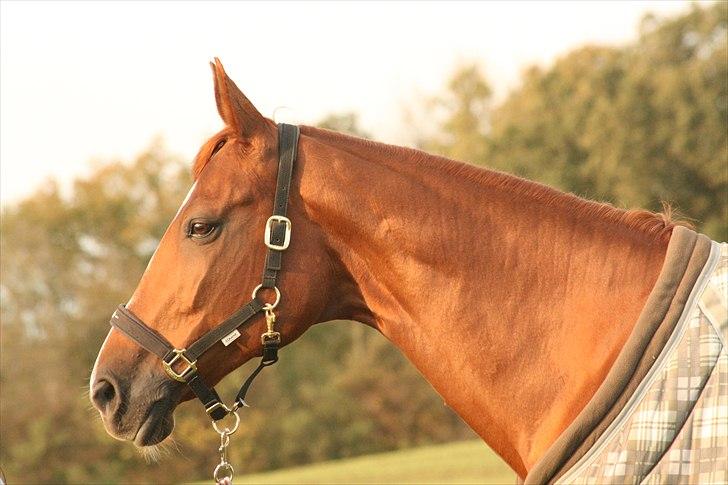 Dansk Varmblod Tequila Sunrise  - I see you .. Oktober 2010. Foto: Tanja billede 16