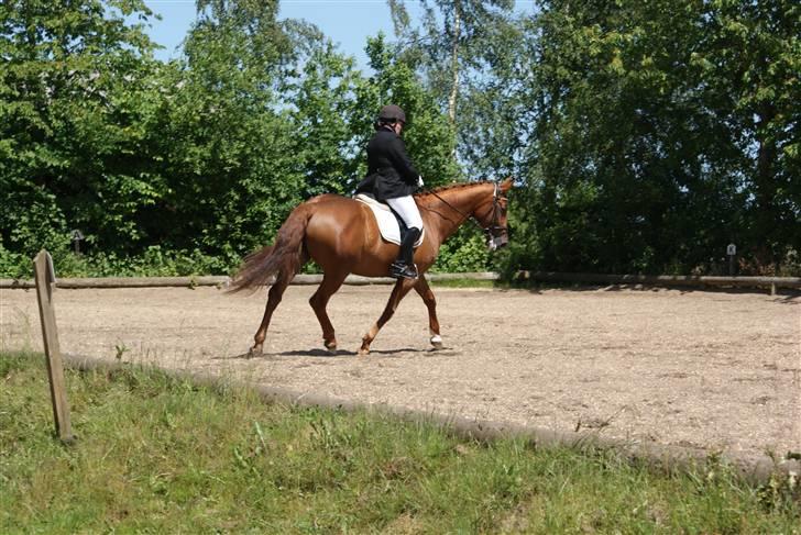 Dansk Varmblod Tequila Sunrise  - Tequila & jeg til stævne - Foto : Mor billede 18