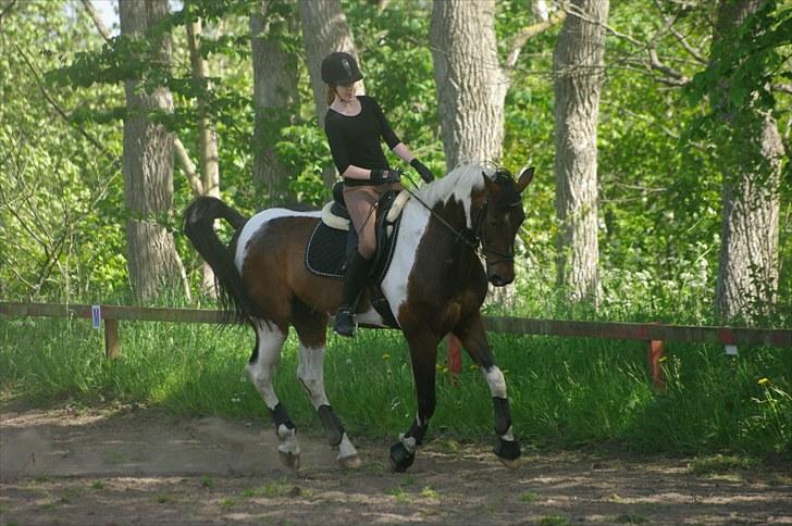 Pinto *Pacazio* - Træning derhjemme, 5. juni 2010 Foto: ACA billede 12