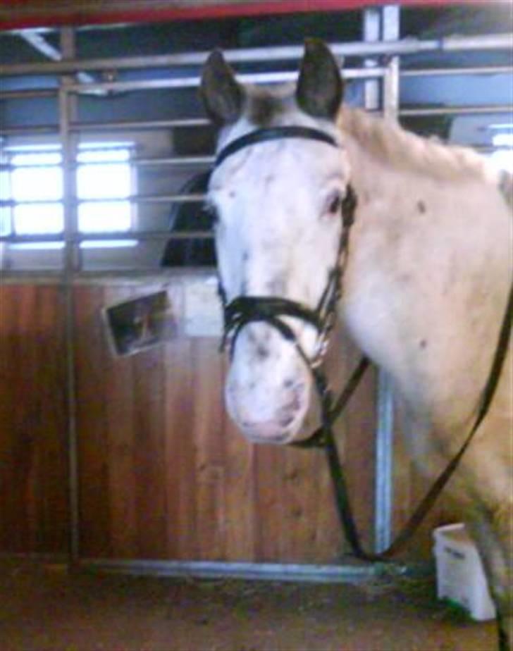 Knabstrupper Diogenes R.I.P :'( - inden ridetime (: billede 6