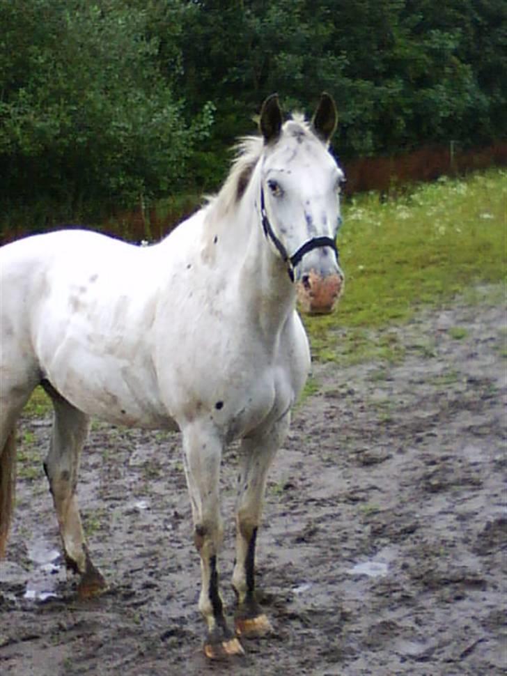 Knabstrupper Diogenes R.I.P :'( - på folden d: billede 7