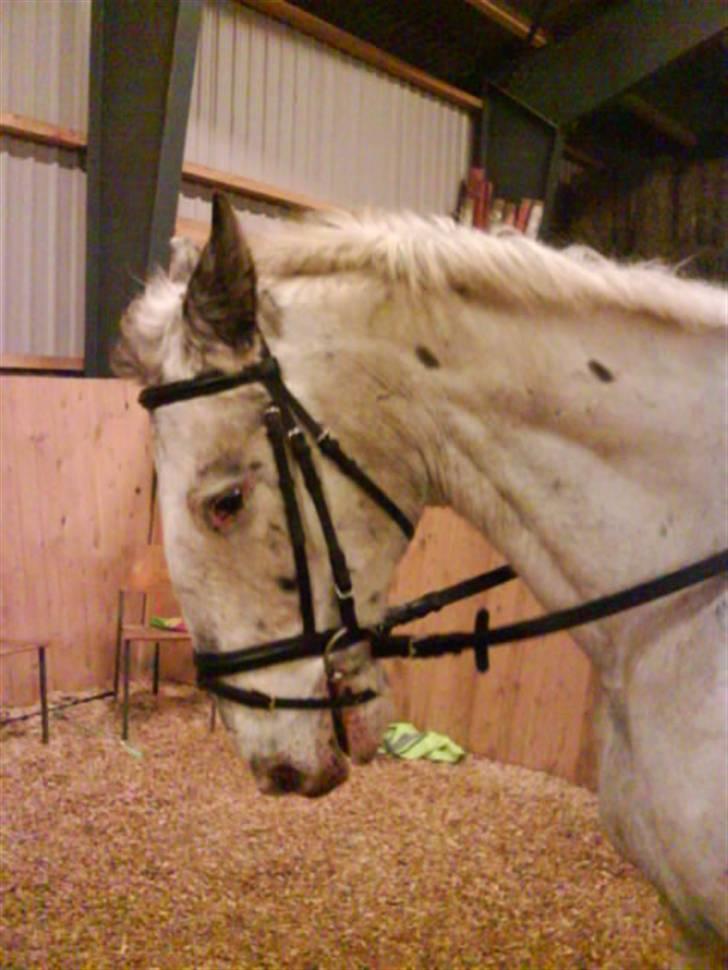 Knabstrupper Diogenes R.I.P :'( - diogernes <3 billede 8