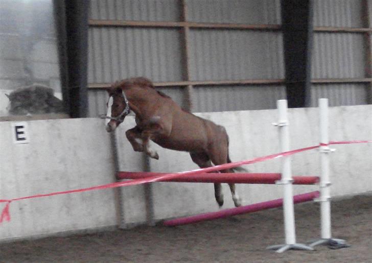 Anden særlig race Rosenkildes Cicero - Bissen løsspringer for første gang i sit liv :) billede 4