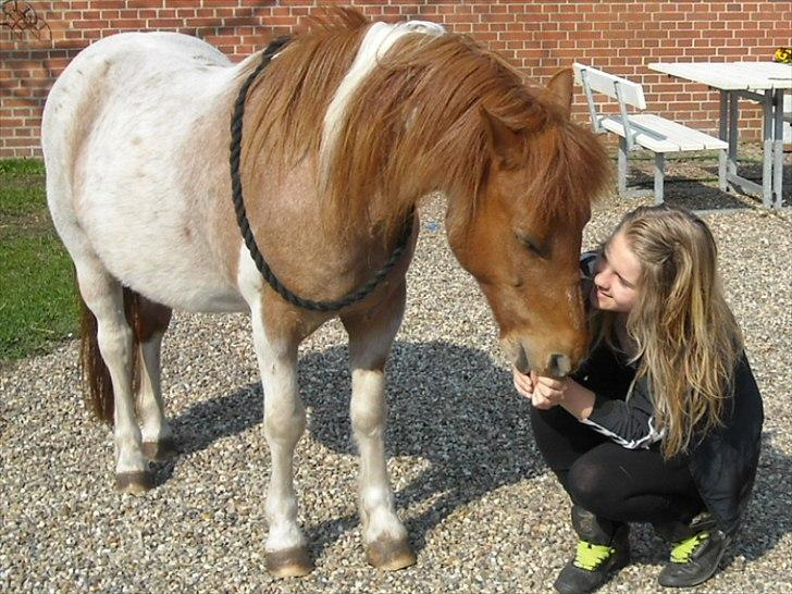 Shetlænder /Islænder Rasmus Klump. billede 3
