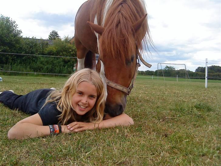 Shetlænder /Islænder Rasmus Klump. billede 4