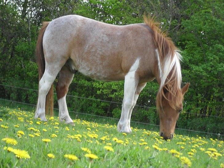 Shetlænder /Islænder Rasmus Klump. billede 5