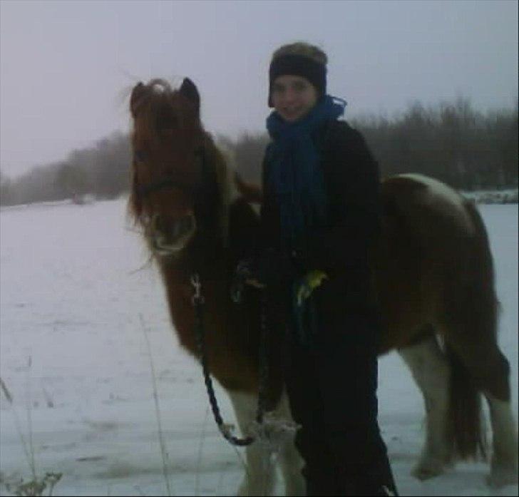 Shetlænder /Islænder Rasmus Klump. -  30-12-2010 billede 6