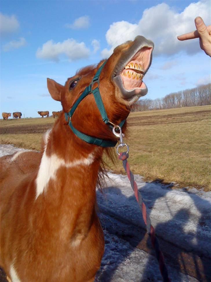 Shetlænder /Islænder Rasmus Klump. billede 7