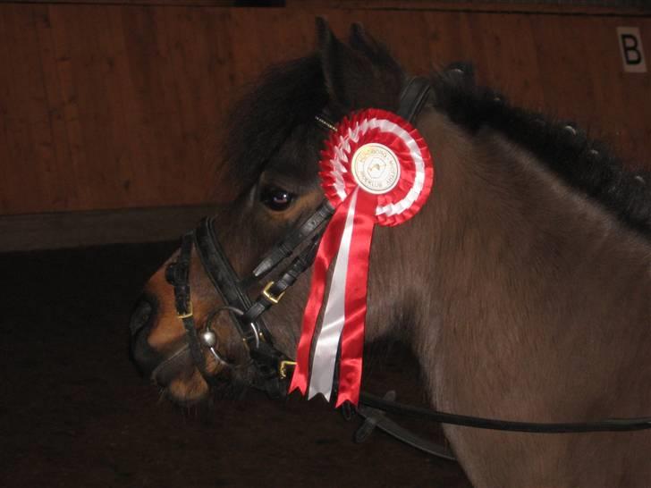 Anden særlig race Spirit * SOLGT * - Spirit´s 1. plads. Fra hans første LD1. 65,33 % med Josephine billede 10