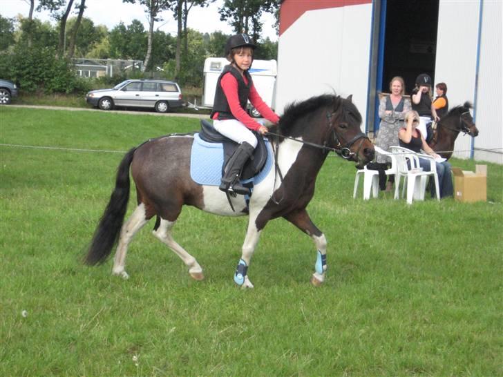 Anden særlig race Spirit * SOLGT * - Spirit klar på springbanen. Gik nul-runde og fik roset !! Fjends Herresds rideklub. Sept. 2009 billede 12