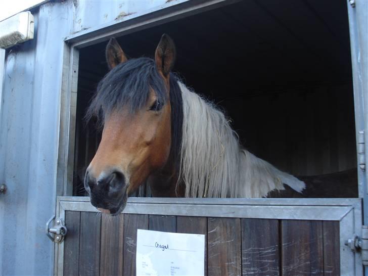 Pinto Chagall *solgt* - Chagall der står i boksen :) <3 billede 14