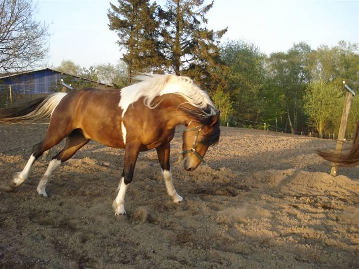 Pinto Chagall *solgt* - Chagall i folden ;) billede 15