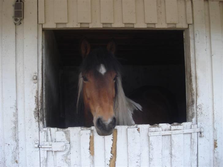 Pinto Chagall *solgt* - Chagall i boksen <3 billede 16