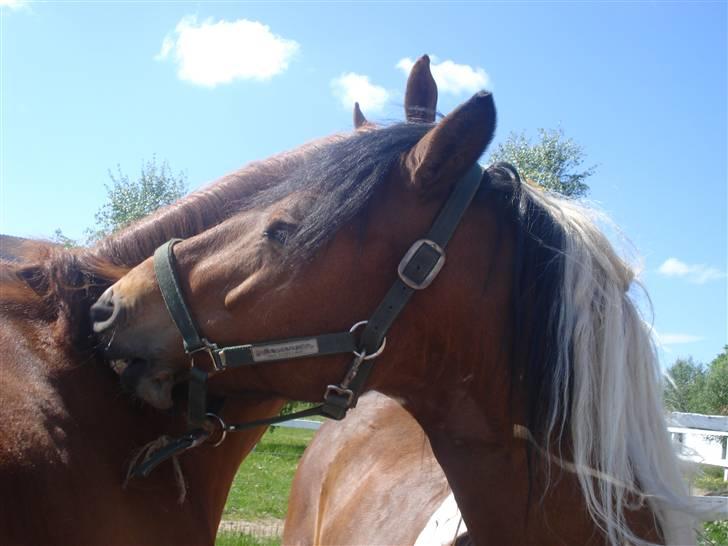 Pinto Chagall *solgt* - Chagall og Batman nusser ;) billede 17