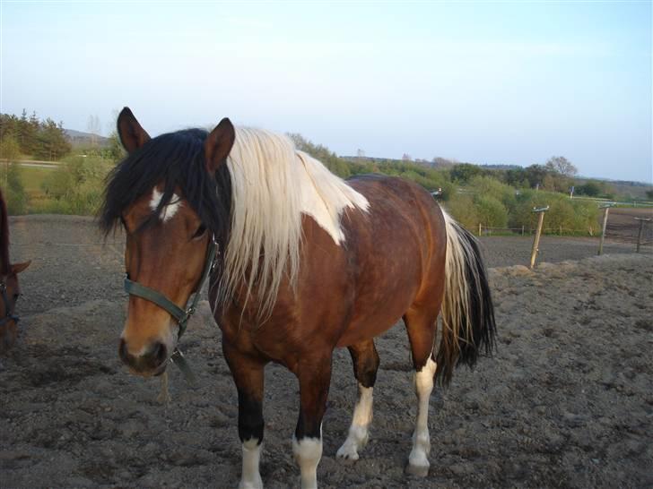 Pinto Chagall *solgt* - Chagall på folden <3 billede 18