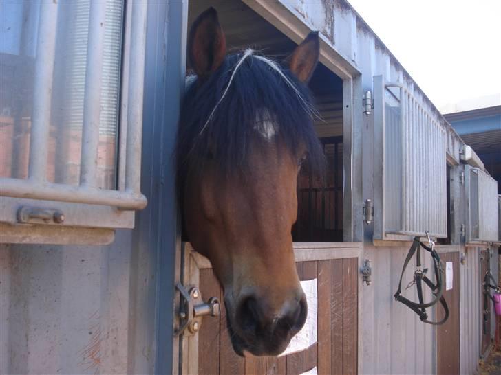 Pinto Chagall *solgt* - Chagall på hans fødselsdag :) billede 19