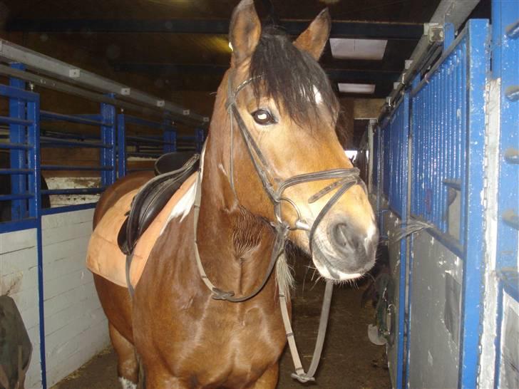 Pinto Chagall *solgt* - Chagall står på staldgangen :) billede 20