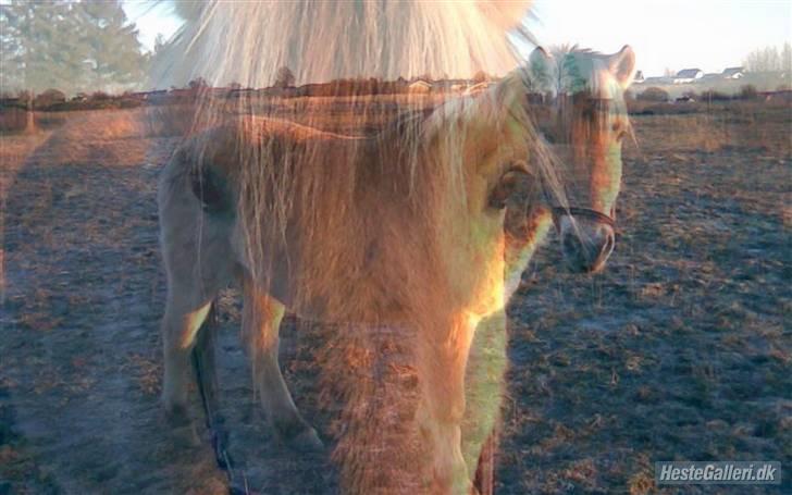 Anden særlig race Kiki (Gamle part) - Totalt godt billede xD Fotograf: Mig. Ændret af: Kan jeg ikke huske ;D billede 9
