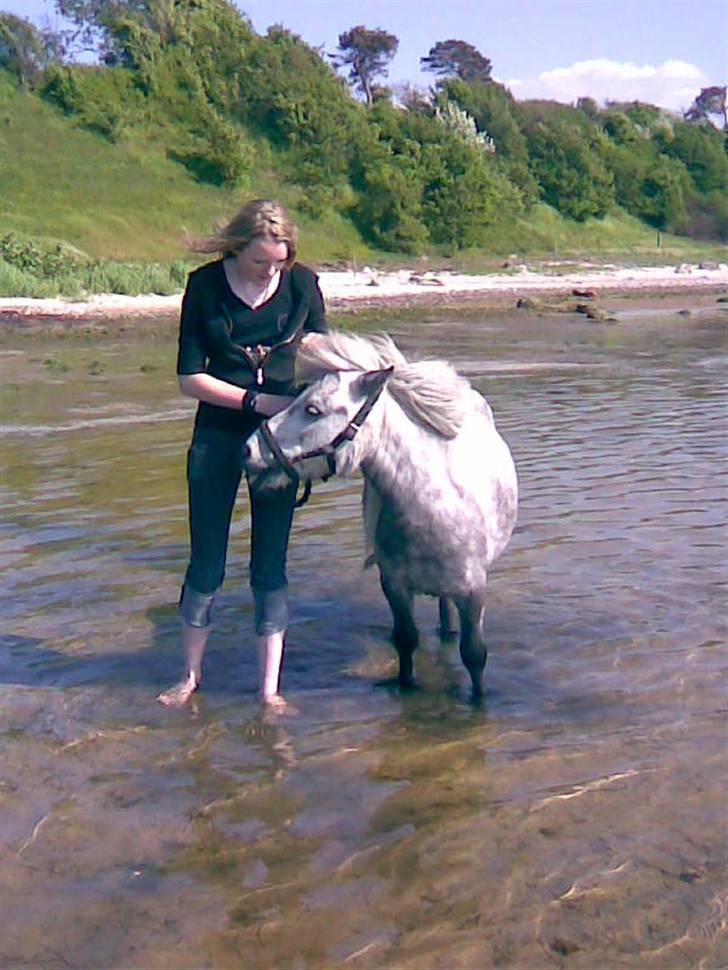 Shetlænder Ablace - Det var lige sidste sommer, det er Mia som trækker ham gennem vandet på stranden <´3 Foto: Mig ;D billede 6