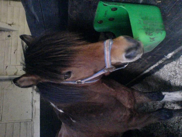 Islænder Máni fra Gjæsphøjgård.<3 - 13*DET ER IKKE SLØRET OG MEGET SØØDT:).<3 ELSKER MANi-MUS billede 13