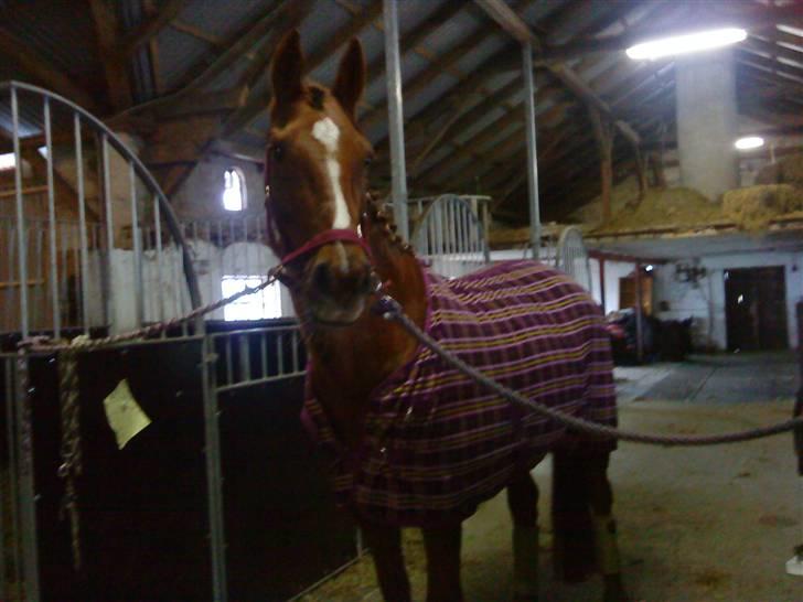 Oldenborg Fabrina ' Min mors billede 3