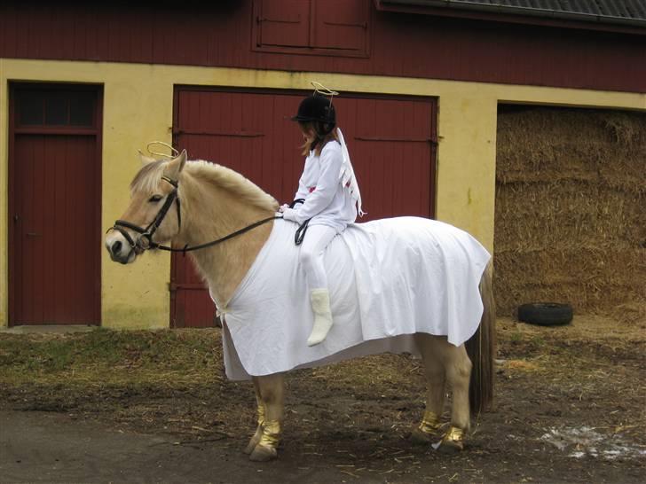 Fjordhest Nicolas Halsnæs. - to smukke engler heh billede 15