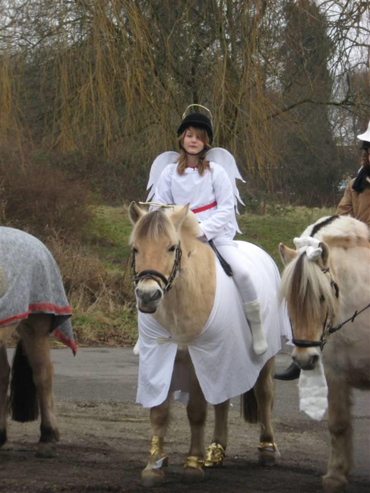 Fjordhest Nicolas Halsnæs. - vi er så fine ik :D billede 16